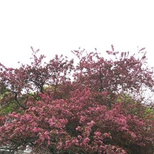 Meet your Posher, Salome